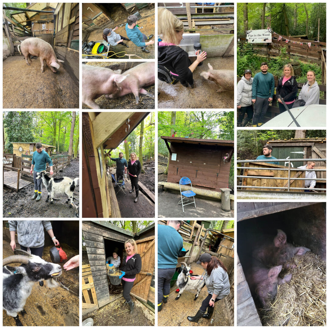 Pigs in the Wood