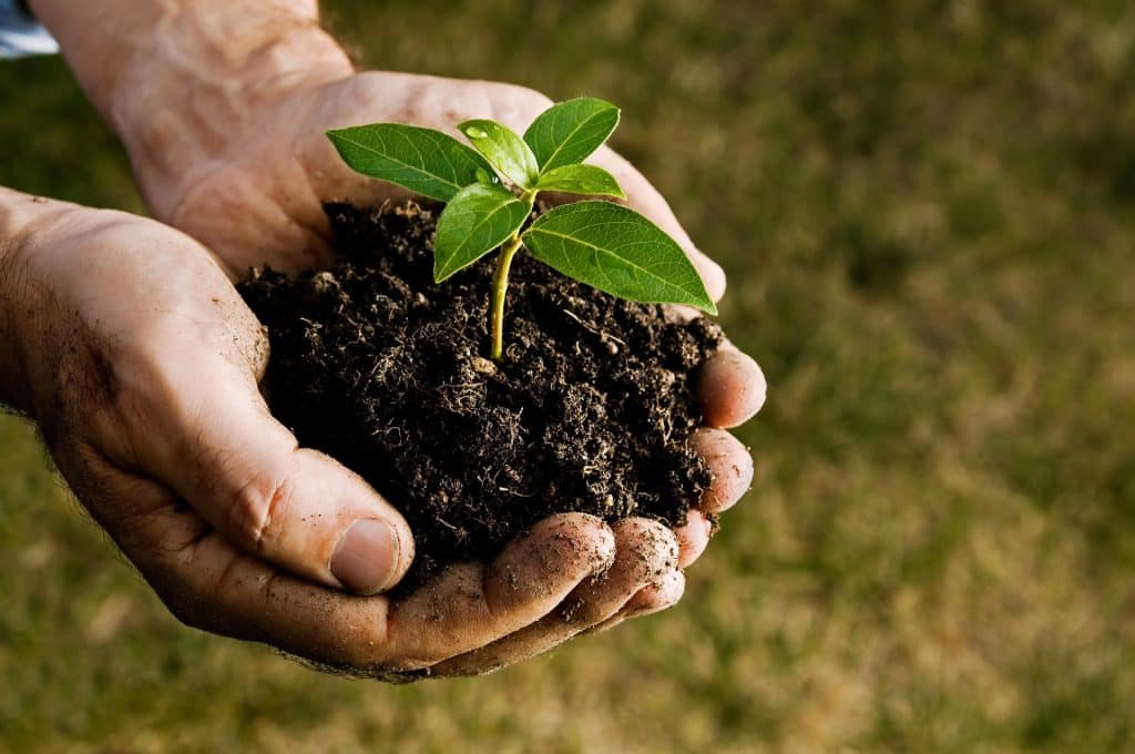 Farmer hand holding a fresh young plant